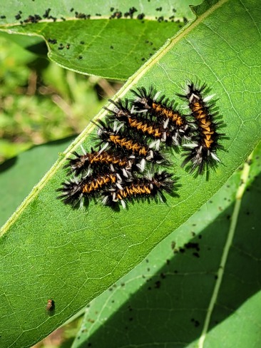 Unknown caterpillars on a milkweed Kingston, ON