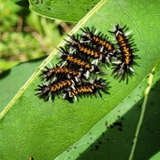 Unknown caterpillars on a milkweed