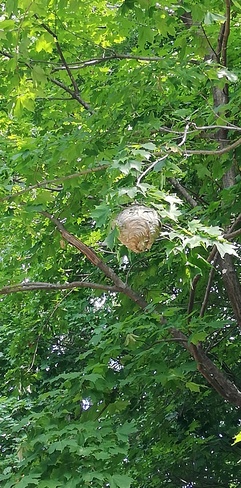 Wasp's nest Oshawa, ON