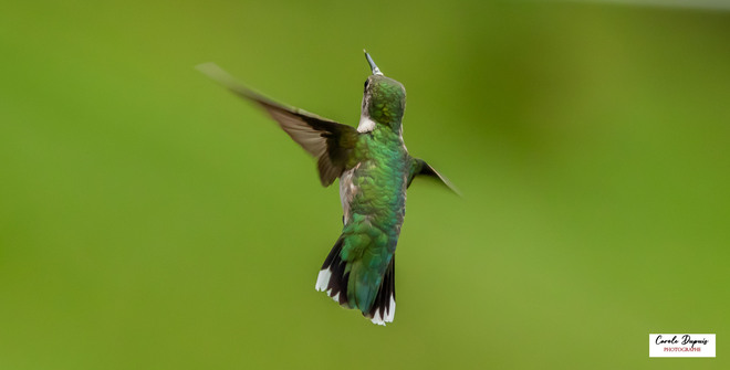 Joli colibri 
