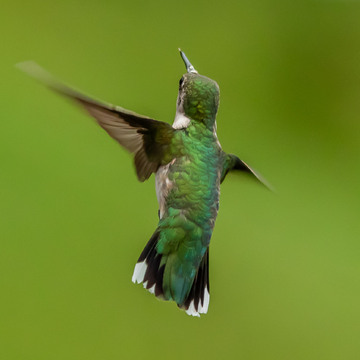 Joli colibri