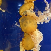 Sea Jelly