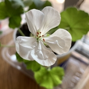 I rescued this white geranium