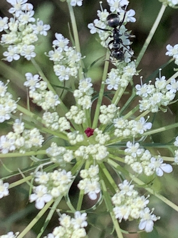 Ant on Queen Anne’s lace Parry Sound, Ontario, CA