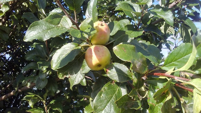 Jolies pommes Caraquet, NB