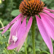 Fashionable pale spider on the Echinacea