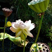Nelumbo – Lotus