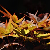 Les magnifiques couleurs chaudes de l’automne!