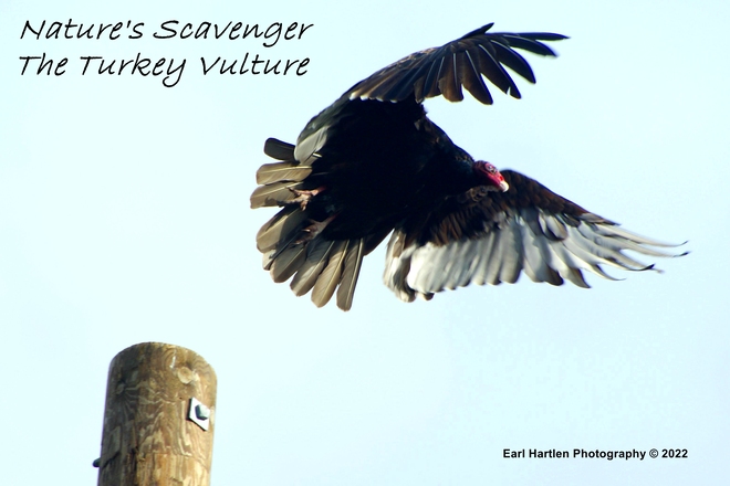 Turkey Vulture Norfolk County, Ontario, Canada