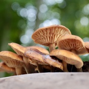 Mushroom season is getting close.