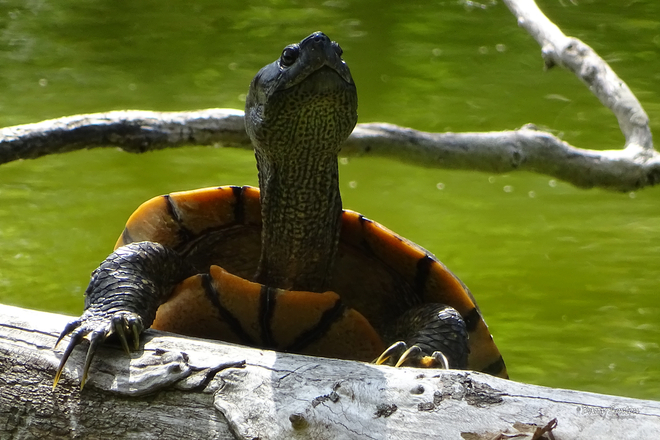 Turtles at Canatara Park Lake Chipican Sarnia, ON