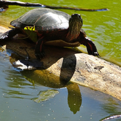 Turtles at Canatara Park Lake Chipican
