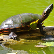 Turtles at Canatara Park Lake Chipican