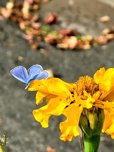 papillons bleu Anjou, QC