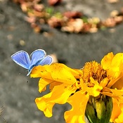 papillons bleu