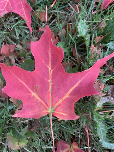 Fall colour Etobicoke, Ontario, CA