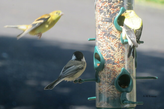 différents oiseaux venant manger Saint-Pierre-de-la-Rivière-du-Sud, QC