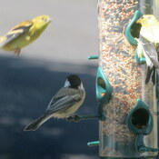 différents oiseaux venant manger