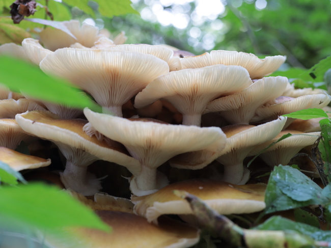 Mushrooms Aylmer, ON