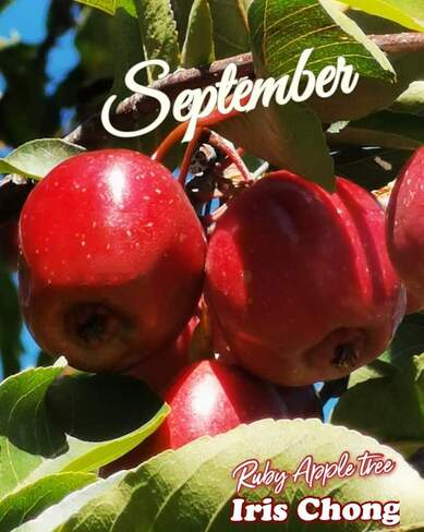 Sept 20 2022 Good morning:) Ruby Apple tree - Harvest time in Thornhill Thornhill, ON