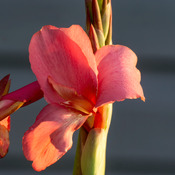 Canna plant flower