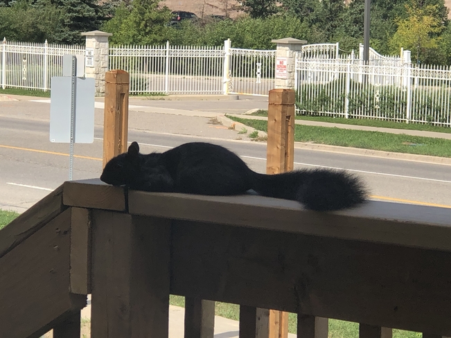 Squirrel Toronto, Ontario, CA
