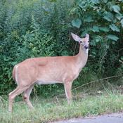 Whitetail Doe with truncated left ear