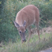 Whitetail Doe with truncated left ear