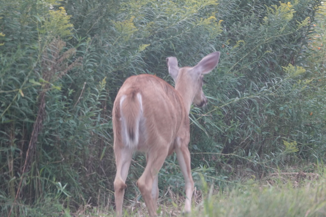 Whitetail Doe with truncated left ear West Whitby, Ont.