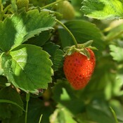 The ripe strawberries in September 21