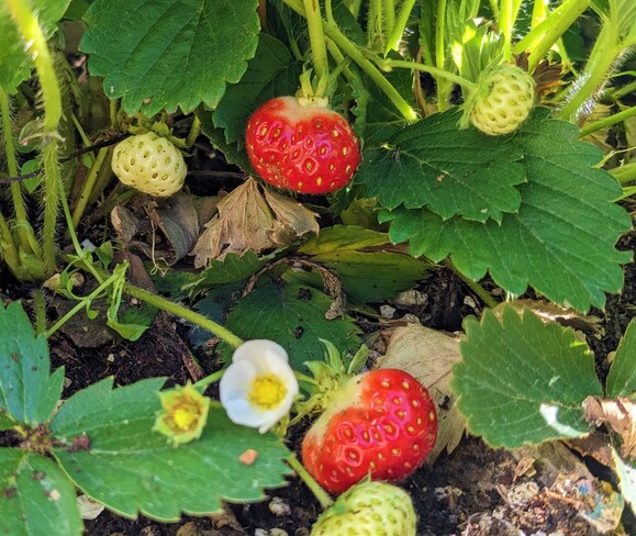 The ripe strawberries in September 21 Vancouver, BC