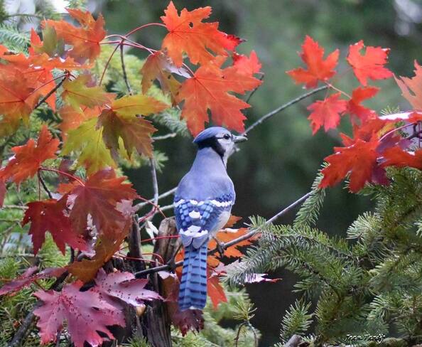 L'automne et le bleu.... Saint-Jean-sur-Richelieu, QC