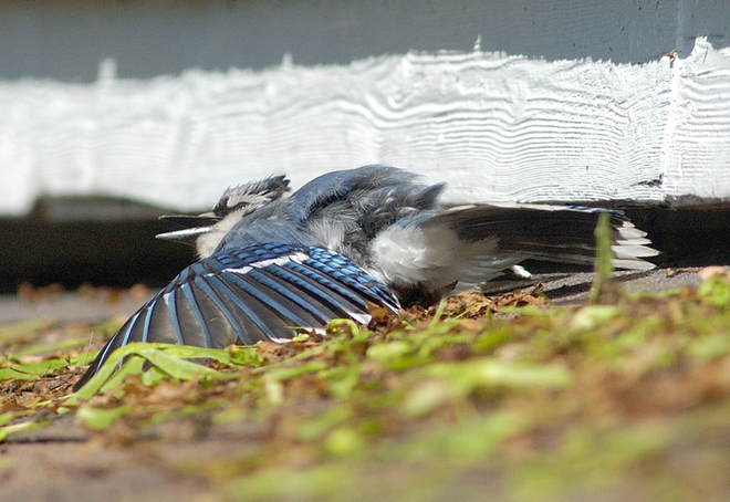 Blue jay "anting: on our shed roof Belleville, Ontario