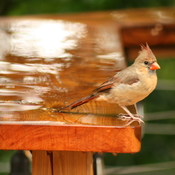 Baby female cardinal
