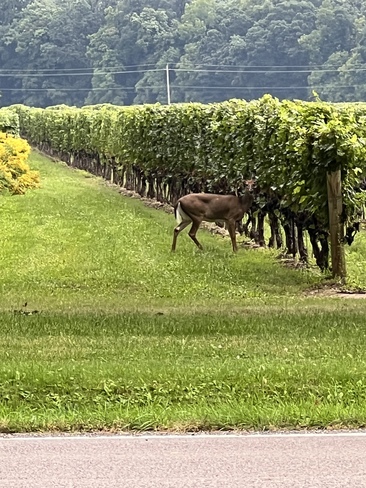 Deer in NOTL Niagara-on-the-Lake, ON