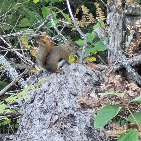 Red squirrel Fitzroy Harbour, ON