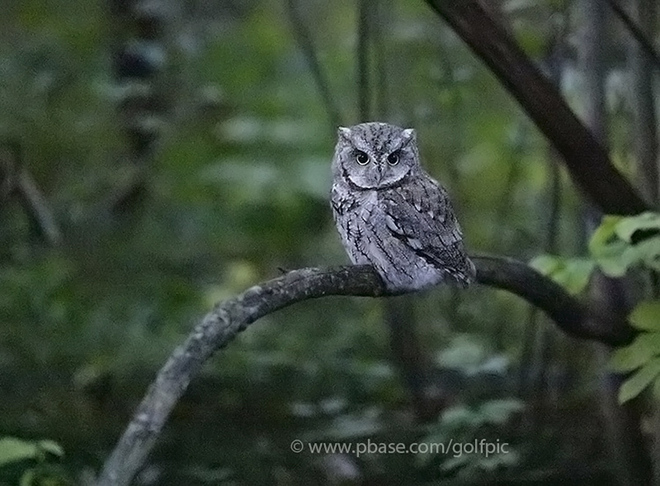 Little owl after sunset Ottawa, ON