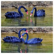A pair of Black Swan on the city river