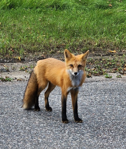 Friendly Fox Ardoch, ON