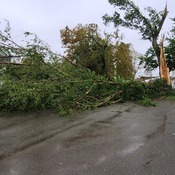 Tree Down Hurricane Fiona