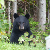 Visite de l'ours noir .