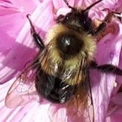 Bee on my Aster