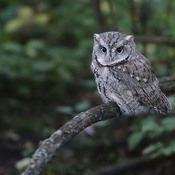 Eastern Screech Owl in Ottawa