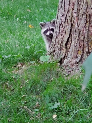 Poor little raccoons lost Campbellford, ON