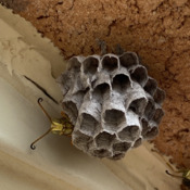 Cute wasp building a nest