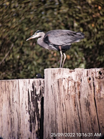 Blue Heron Surrey, BC