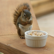 My squirrel getting his photo taken today. :)