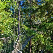 UBC Botanical Garden Greebheart TreeWalk