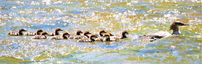 Mom with 12 kids. Credit River, Mississauga, ON