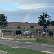 Horses and rainbows